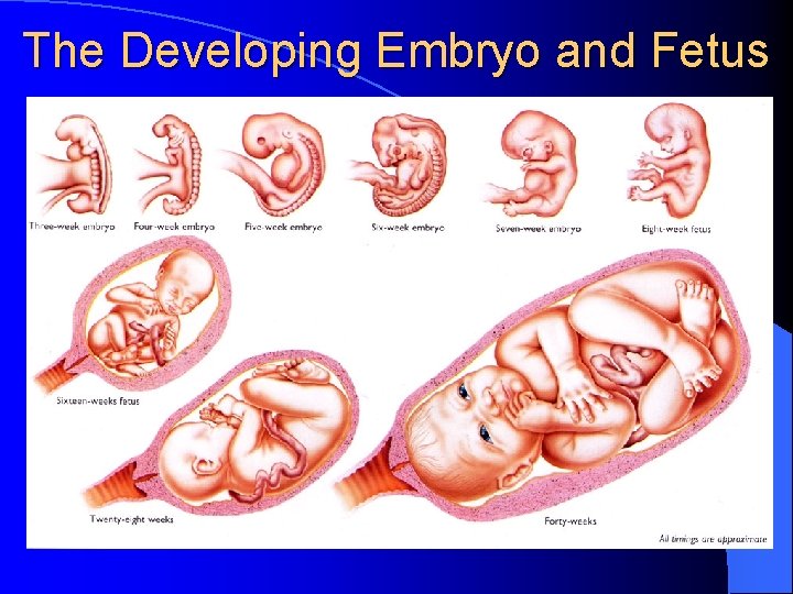The Developing Embryo and Fetus 