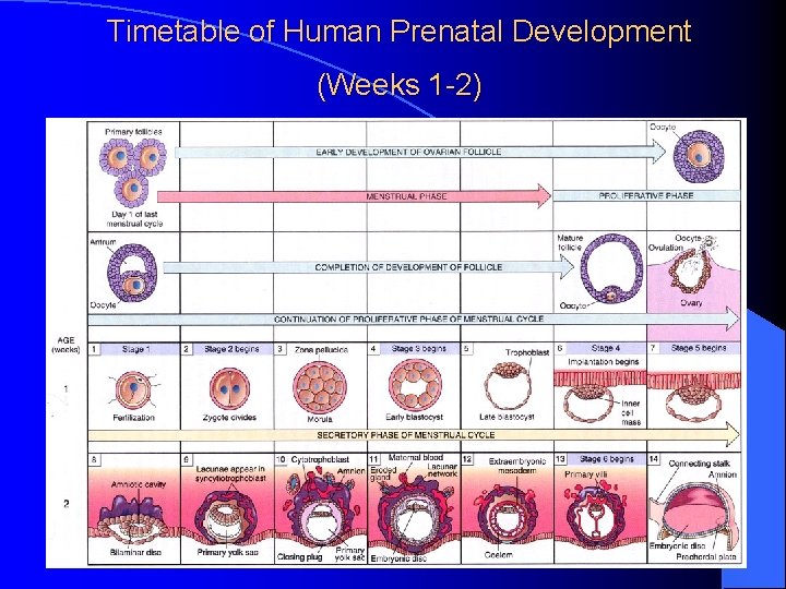 Timetable of Human Prenatal Development (Weeks 1 -2) 
