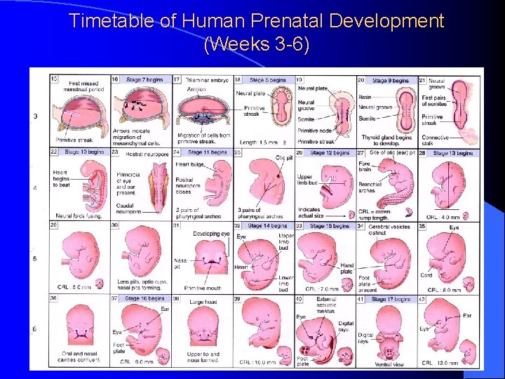 Timetable of Human Prenatal Development (Weeks 3 -6) 