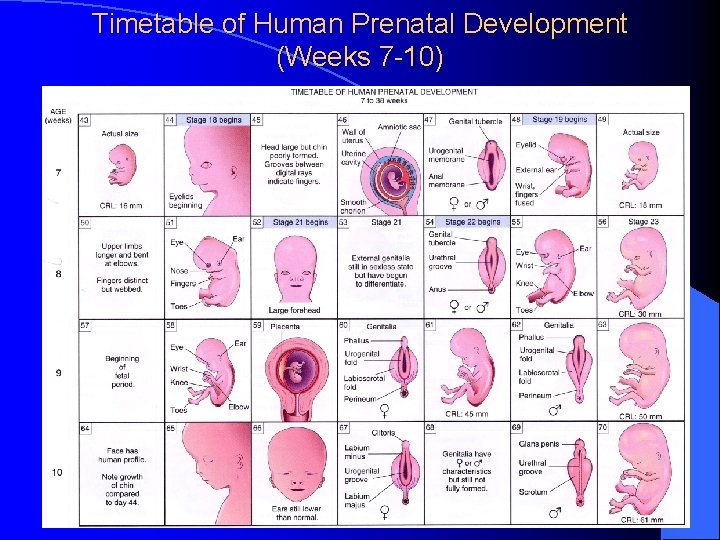 Timetable of Human Prenatal Development (Weeks 7 -10) 