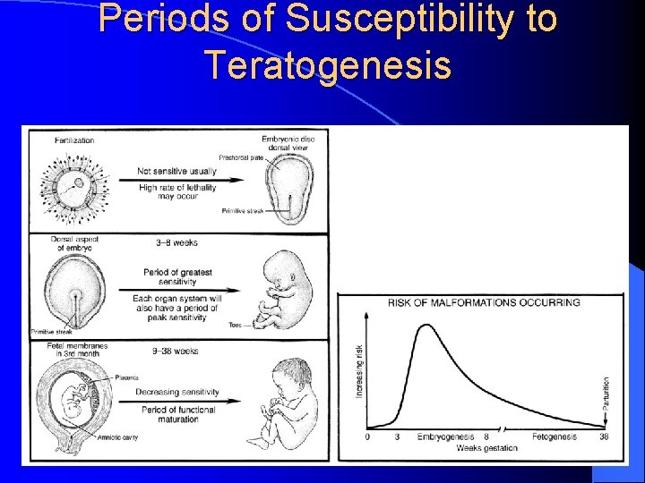 Periods of Susceptibility to Teratogenesis 