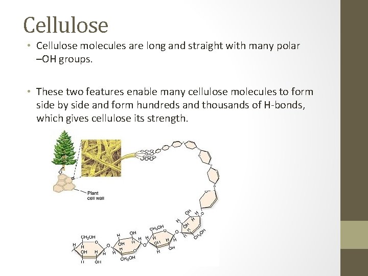 Cellulose • Cellulose molecules are long and straight with many polar –OH groups. •