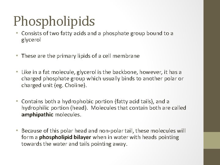 Phospholipids • Consists of two fatty acids and a phosphate group bound to a