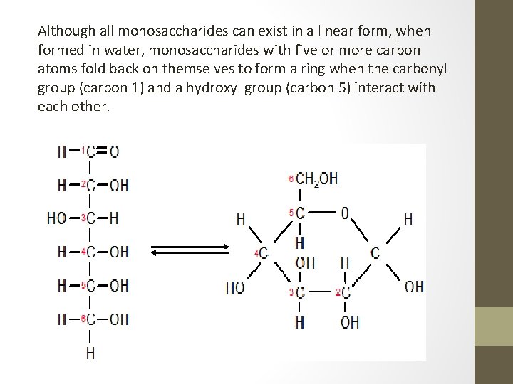 Although all monosaccharides can exist in a linear form, when formed in water, monosaccharides