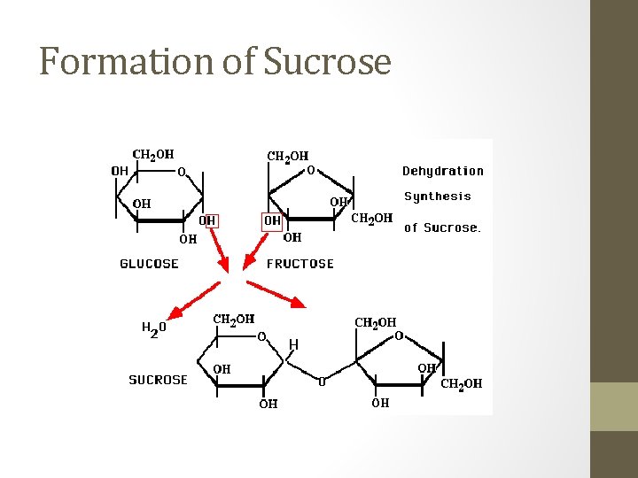 Carbohydrates and Lipids Carbohydrates Simple and complex sugar