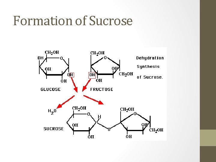 Formation of Sucrose 