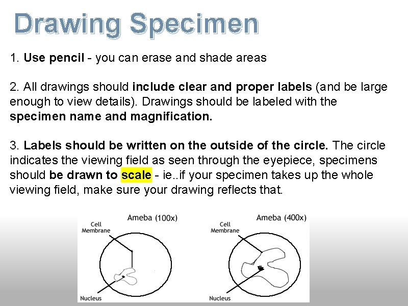 Drawing Specimen 1. Use pencil - you can erase and shade areas 2. All