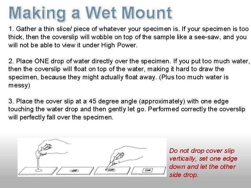 Making a Wet Mount 1. Gather a thin slice/ piece of whatever your specimen