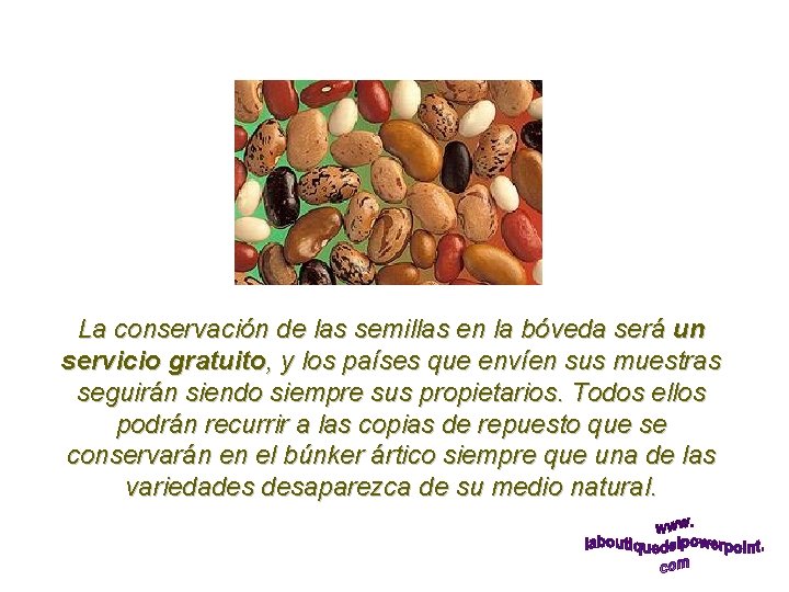 La conservación de las semillas en la bóveda será un servicio gratuito, y los