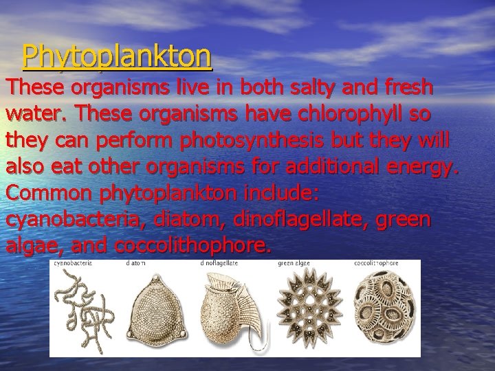 Phytoplankton These organisms live in both salty and fresh water. These organisms have chlorophyll