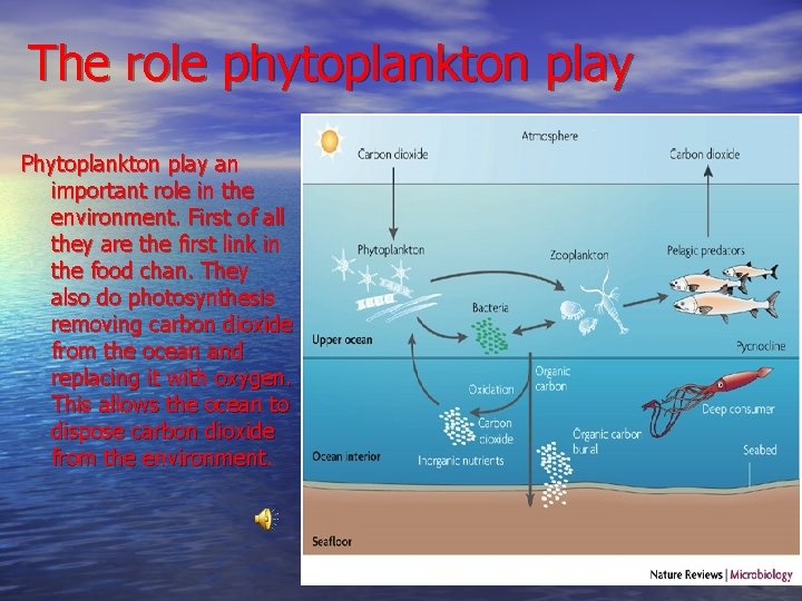 The role phytoplankton play Phytoplankton play an important role in the environment. First of