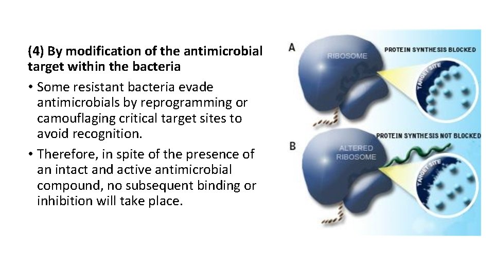 (4) By modification of the antimicrobial target within the bacteria • Some resistant bacteria
