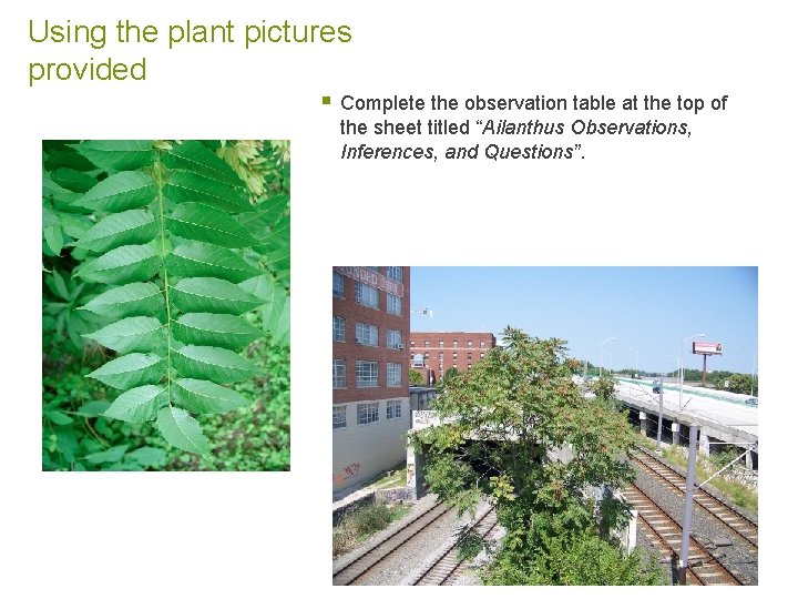 Using the plant pictures provided § Complete the observation table at the top of