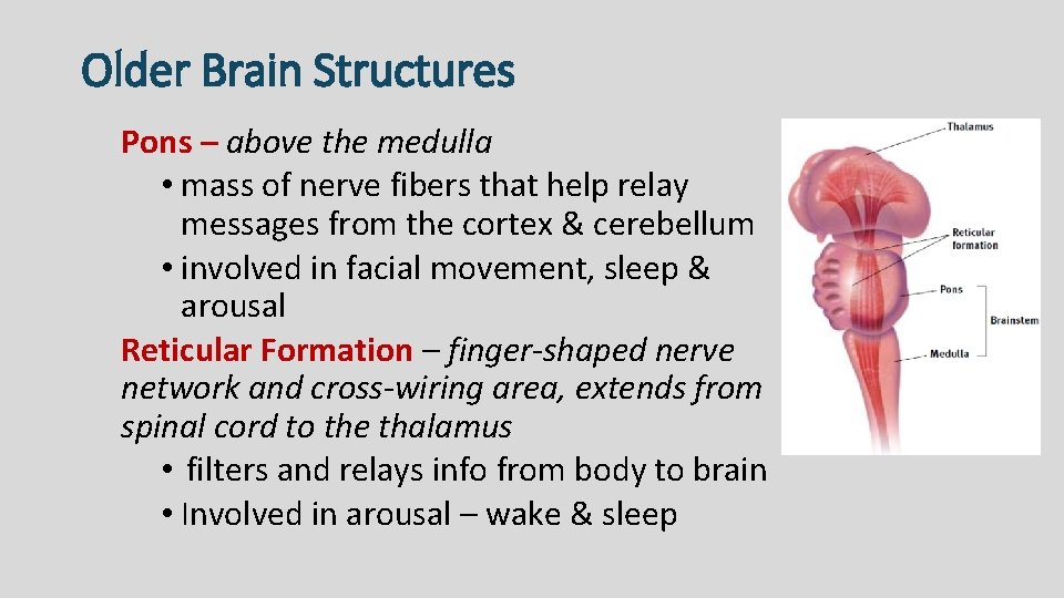 Older Brain Structures Pons – above the medulla • mass of nerve fibers that