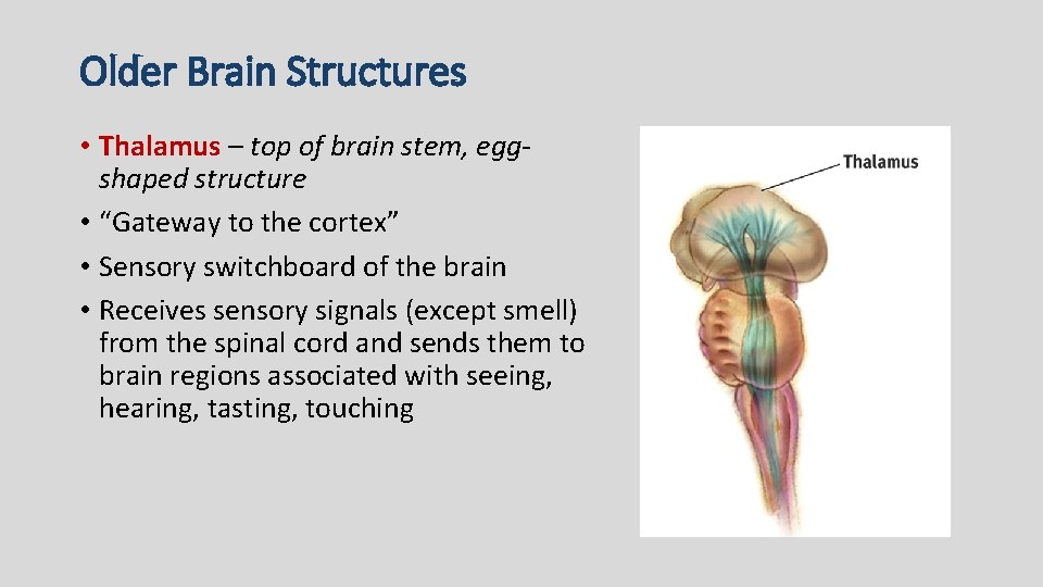 Older Brain Structures • Thalamus – top of brain stem, eggshaped structure • “Gateway