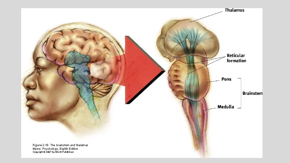 Figure 2. 16 The brainstem and thalamus Myers: Psychology, Eighth Edition Copyright © 2007