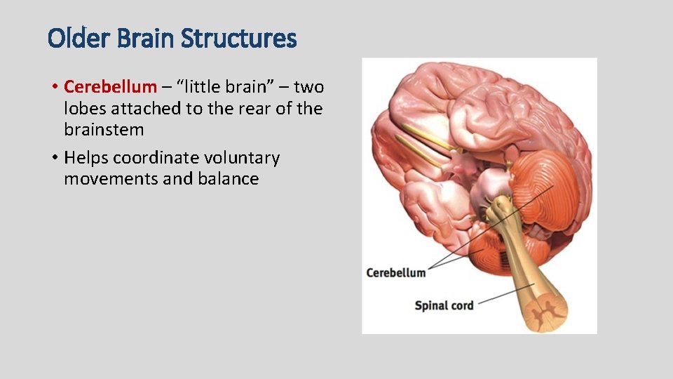 Older Brain Structures • Cerebellum – “little brain” – two lobes attached to the