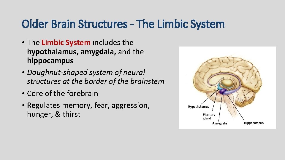 Older Brain Structures - The Limbic System • The Limbic System includes the hypothalamus,
