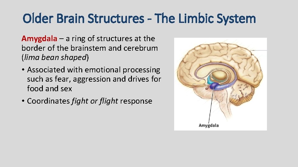 Older Brain Structures - The Limbic System Amygdala – a ring of structures at