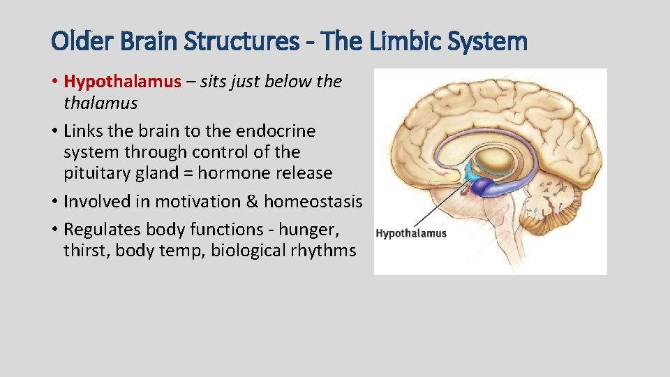 Older Brain Structures - The Limbic System • Hypothalamus – sits just below the