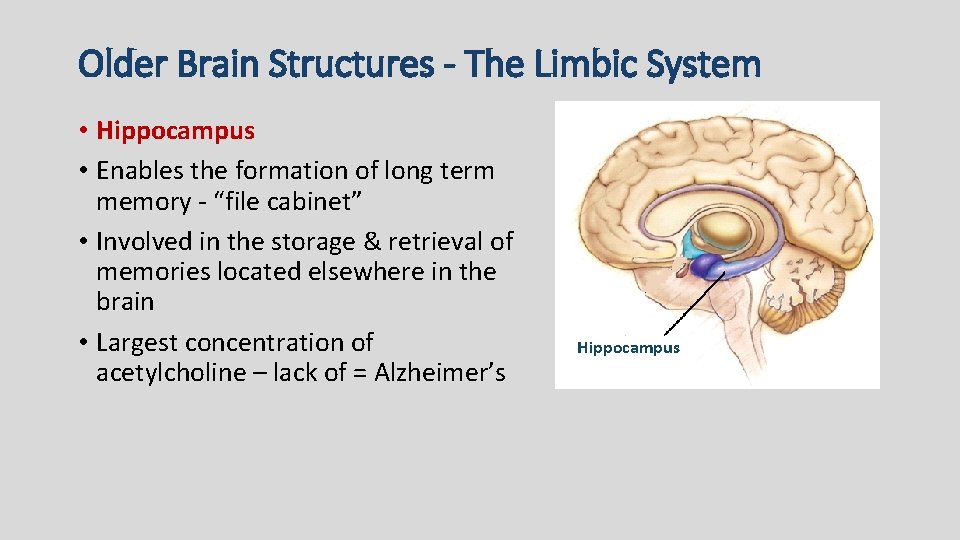 Older Brain Structures - The Limbic System • Hippocampus • Enables the formation of