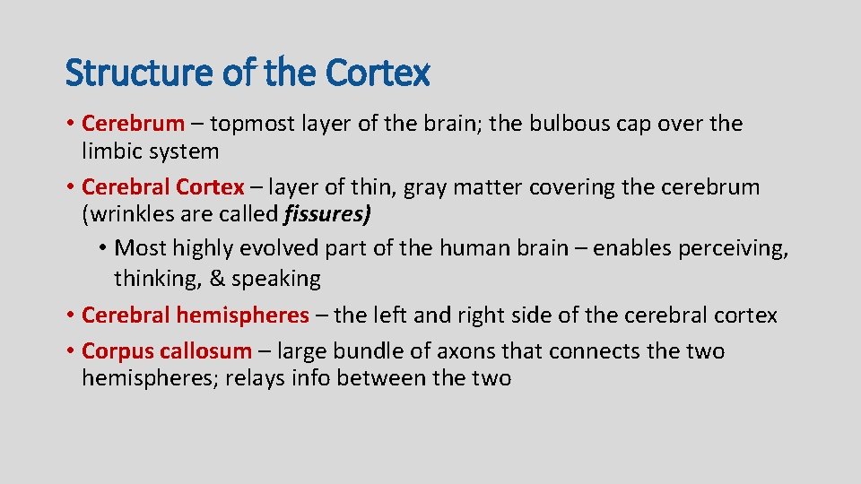Structure of the Cortex • Cerebrum – topmost layer of the brain; the bulbous