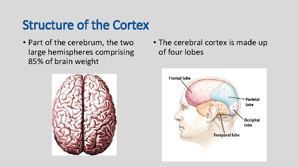 Structure of the Cortex • Part of the cerebrum, the two large hemispheres comprising