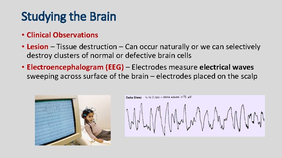 Studying the Brain • Clinical Observations • Lesion – Tissue destruction – Can occur