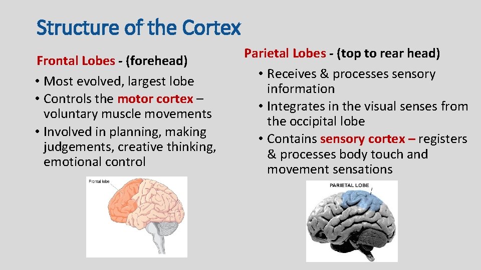 Structure of the Cortex Frontal Lobes - (forehead) • Most evolved, largest lobe •