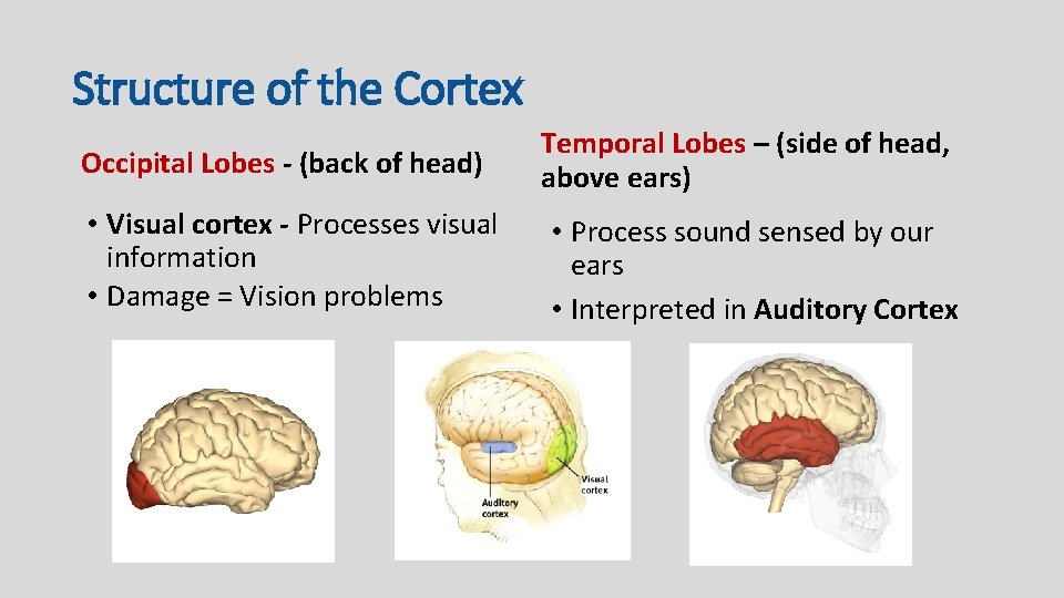 Structure of the Cortex Occipital Lobes - (back of head) • Visual cortex -