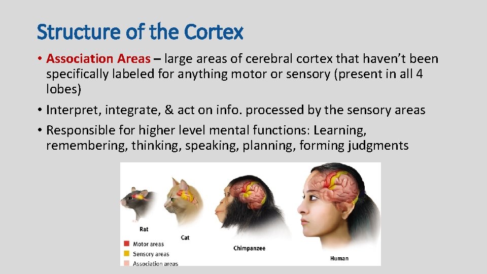 Structure of the Cortex • Association Areas – large areas of cerebral cortex that