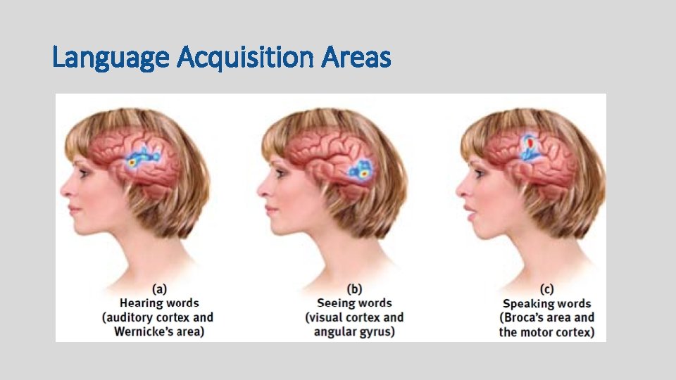 Language Acquisition Areas 