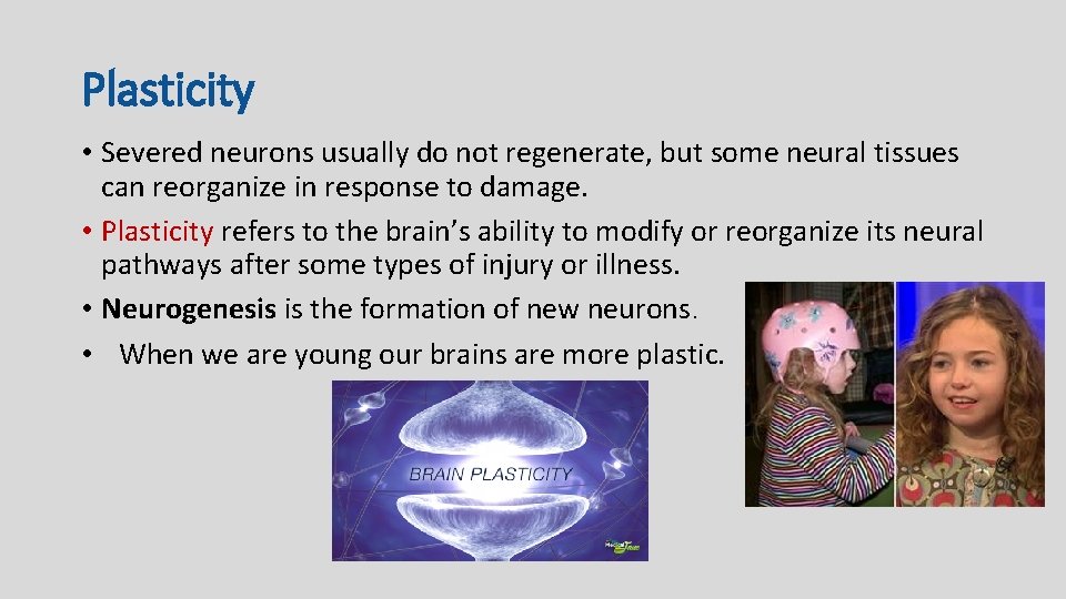 Plasticity • Severed neurons usually do not regenerate, but some neural tissues can reorganize