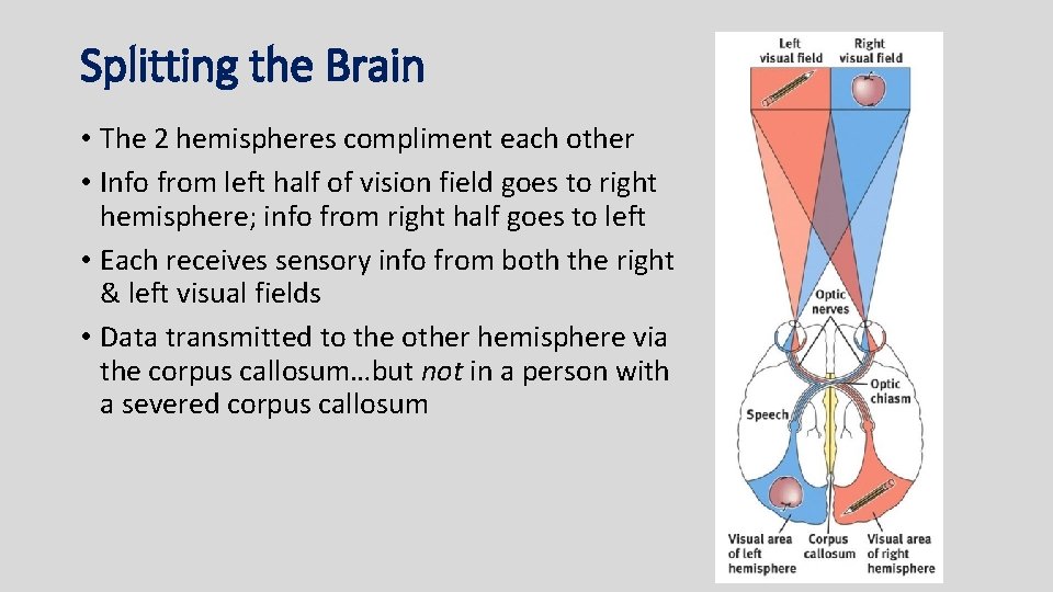 Splitting the Brain • The 2 hemispheres compliment each other • Info from left