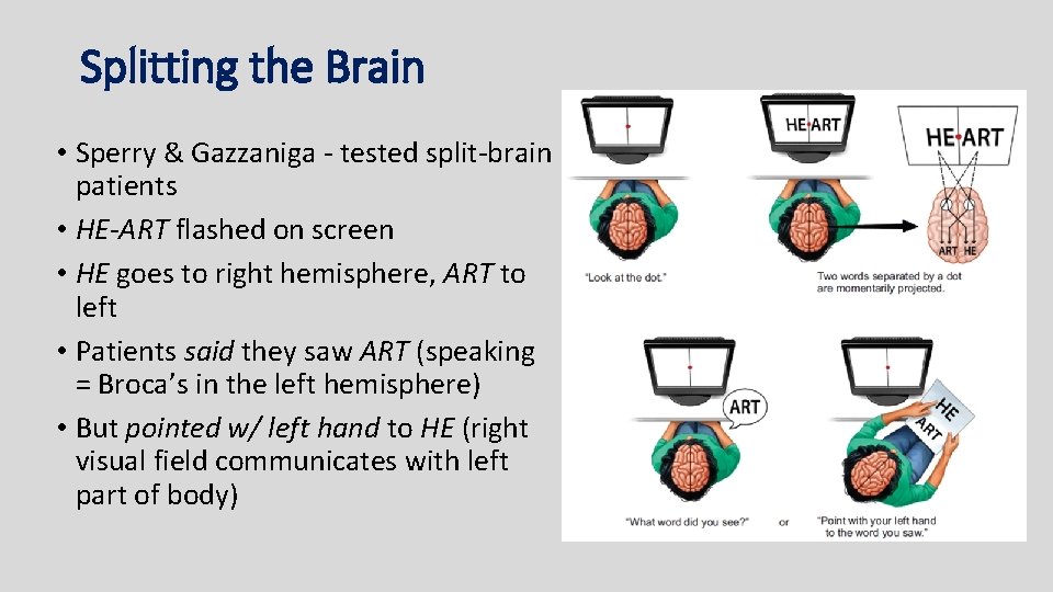 Splitting the Brain • Sperry & Gazzaniga - tested split-brain patients • HE-ART flashed