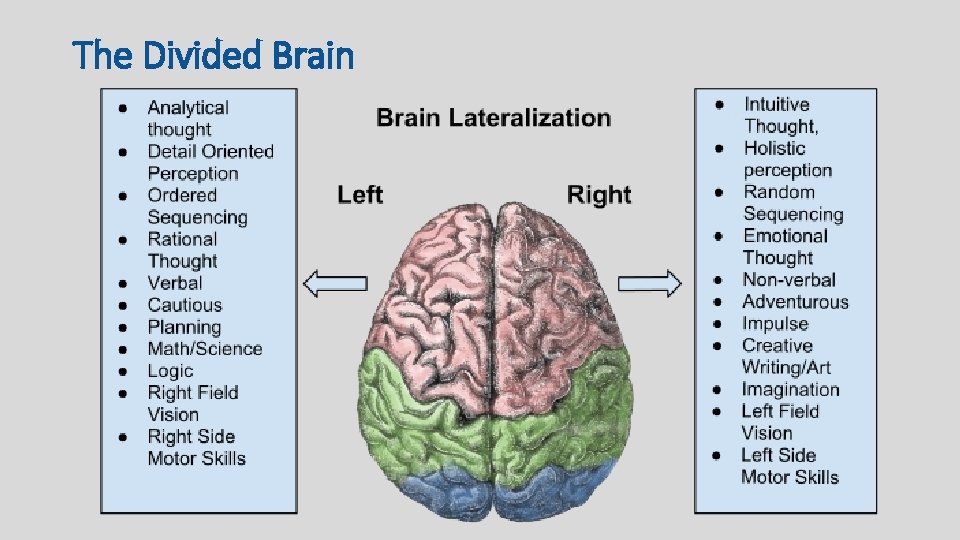 The Divided Brain 