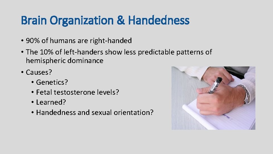 Brain Organization & Handedness • 90% of humans are right-handed • The 10% of