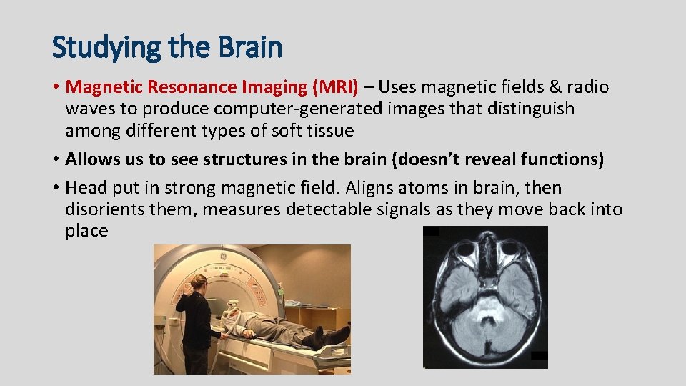 Studying the Brain • Magnetic Resonance Imaging (MRI) – Uses magnetic fields & radio