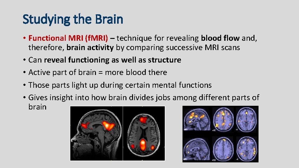 Studying the Brain • Functional MRI (f. MRI) – technique for revealing blood flow