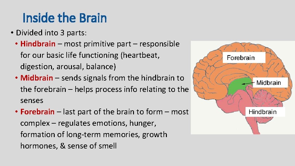 Inside the Brain • Divided into 3 parts: • Hindbrain – most primitive part