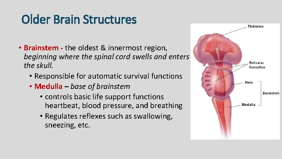 Older Brain Structures • Brainstem - the oldest & innermost region, beginning where the