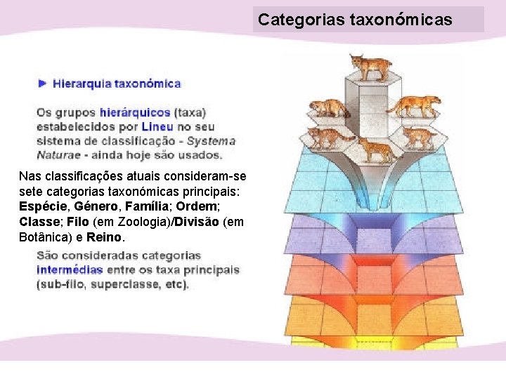 Categorias taxonómicas Nas classificações atuais consideram-se sete categorias taxonómicas principais: Espécie, Género, Família; Ordem;