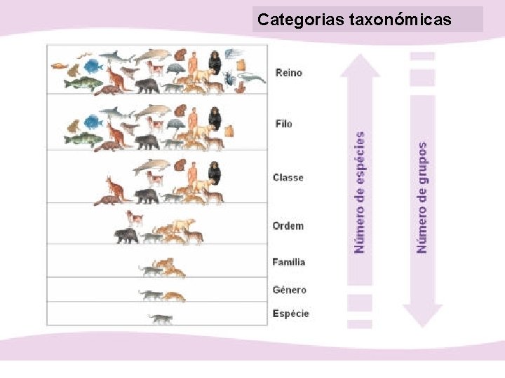 Categorias taxonómicas 