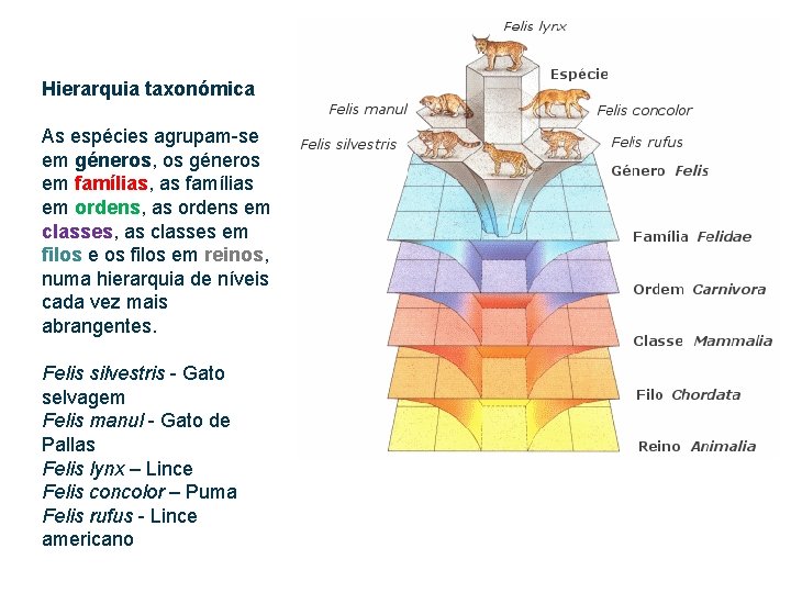 Hierarquia taxonómica As espécies agrupam-se em géneros, os géneros em famílias, as famílias em