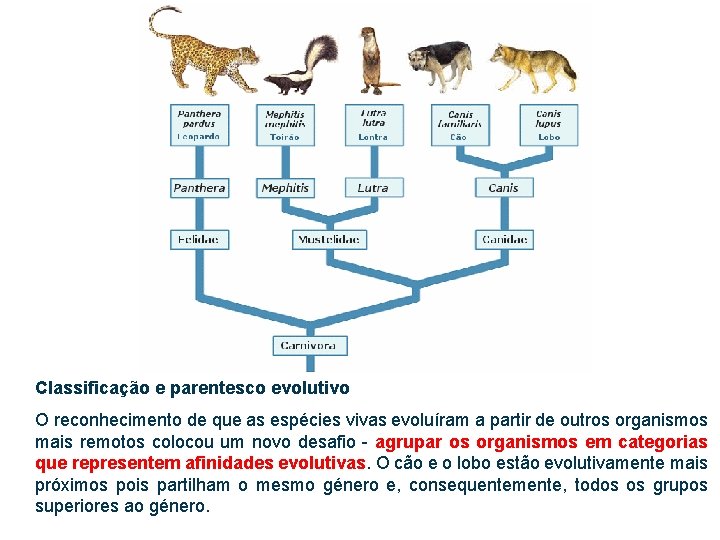 Classificação e parentesco evolutivo O reconhecimento de que as espécies vivas evoluíram a partir