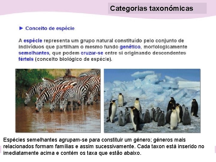 Categorias taxonómicas Espécies semelhantes agrupam-se para constituir um género; géneros mais relacionados formam famílias