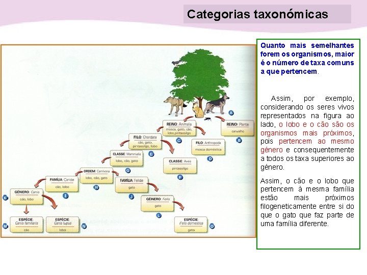 Categorias taxonómicas Quanto mais semelhantes forem os organismos, maior é o número de taxa