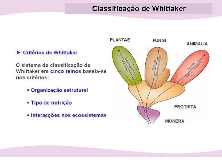 Classificação de Whittaker 