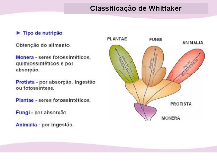 Classificação de Whittaker 