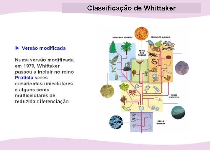 Classificação de Whittaker 